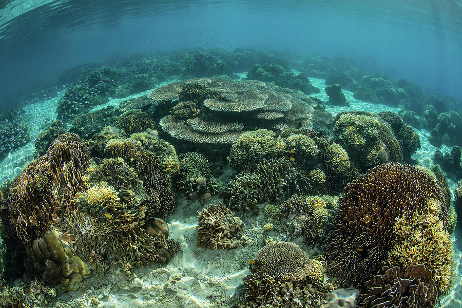 A Beautiful Coral Reef Thrives #40 Photograph by Ethan Daniels