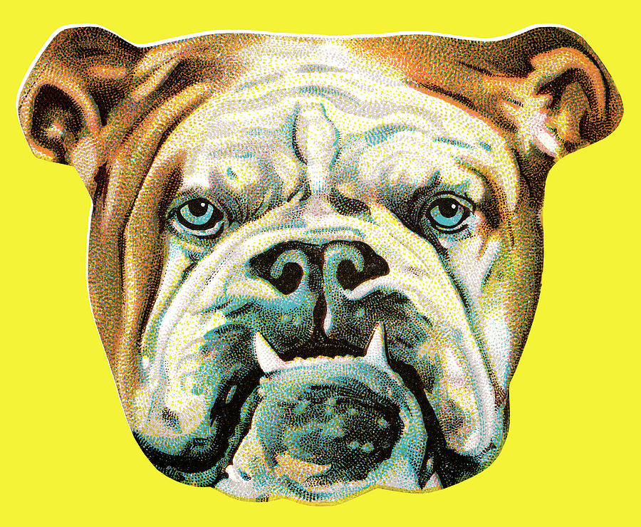 Vintage Drawing - Bulldog #40 by CSA Images