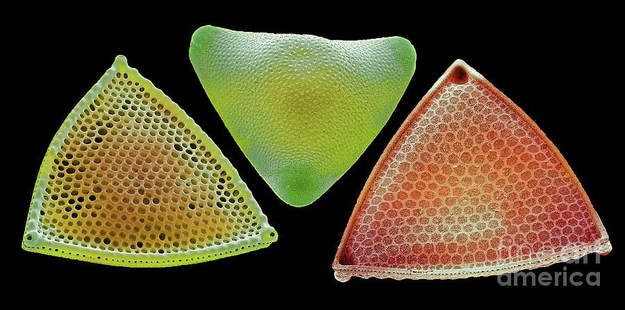 Nature Photograph - Diatoms #40 by Steve Gschmeissner/science Photo Library