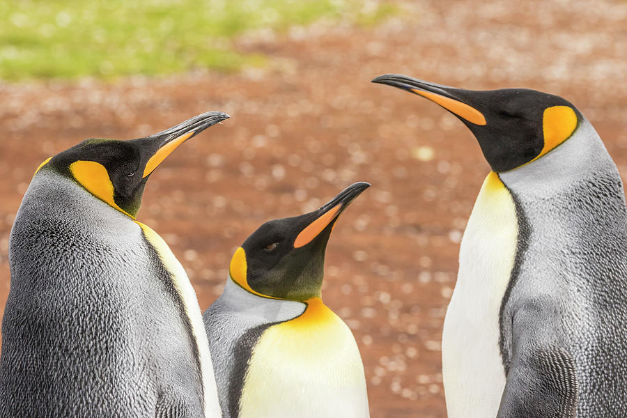 Animal Photograph - Falkland Islands, East Falkland by Jaynes Gallery Animal Photograph - Falkland Islands, East Falkland by Jaynes Gallery