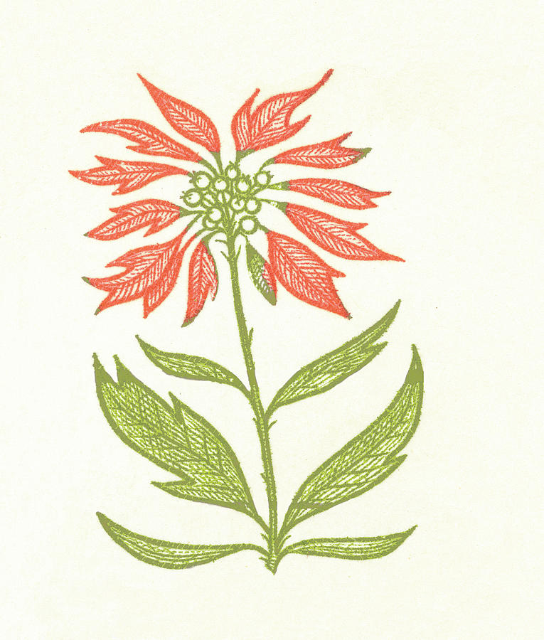 Christmas Drawing - Flower #40 by CSA Images
