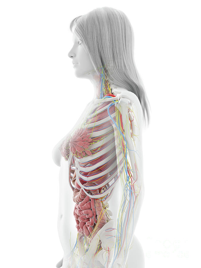 Human Anatomy Photograph By Sebastian Kaulitzki Science Photo Library Pixels