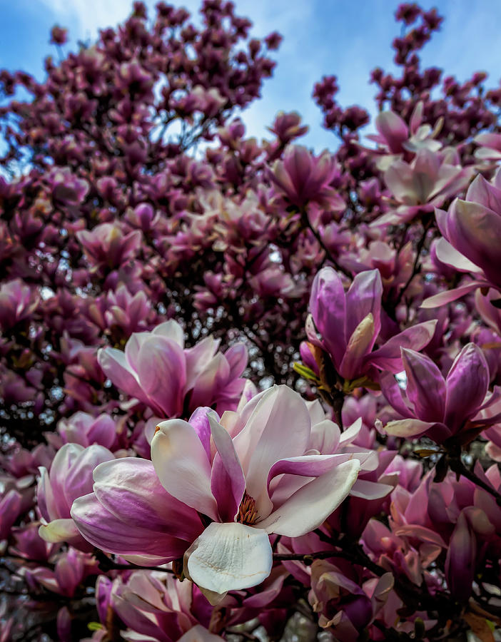 Magnolias #40 Photograph by Robert Ullmann
