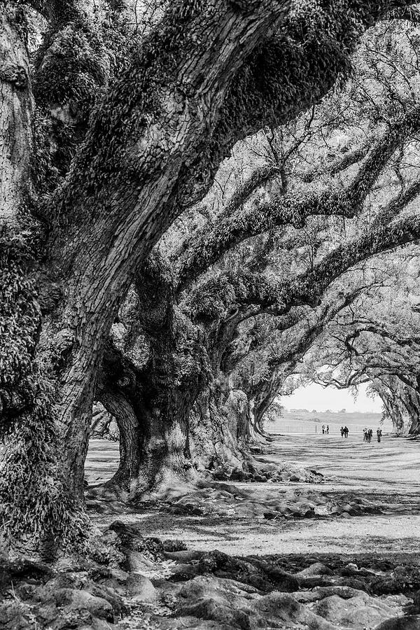 400-Year-Old Southern Oak Trees by Keith Dotson 400-Year-Old Southern Oak Trees by Keith Dotson