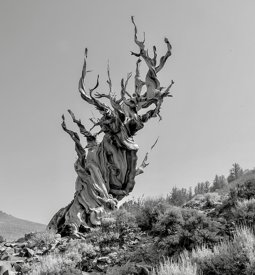 Tree Photograph - 4000 Years Standing In One Place by Rob Darby