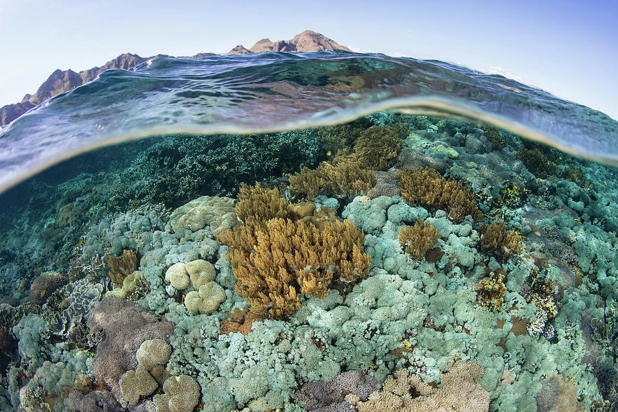 A Beautiful Coral Reef Thrives #41 Photograph by Ethan Daniels