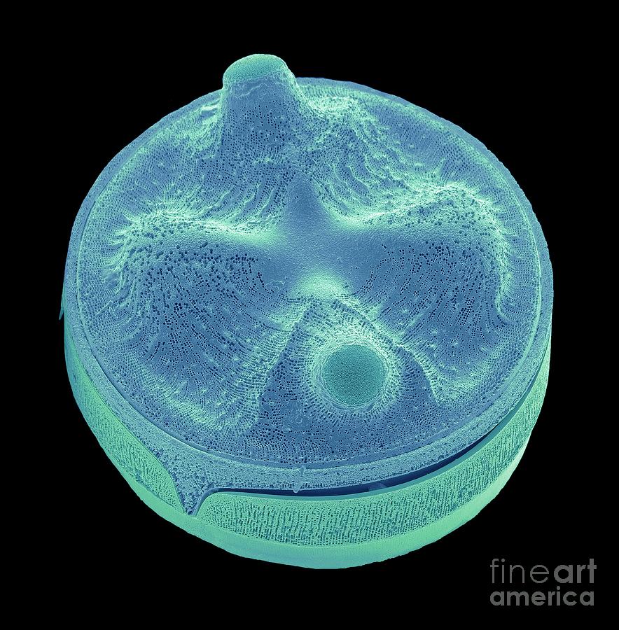 Diatom #41 Photograph by Steve Gschmeissner/science Photo Library