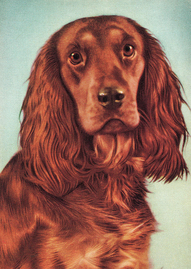 Vintage Drawing - Dog #41 by CSA Images