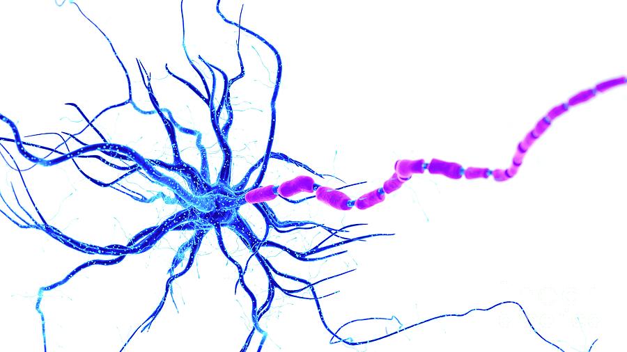 Illustration Of A Human Nerve Cell Photograph by Sebastian Kaulitzki ...