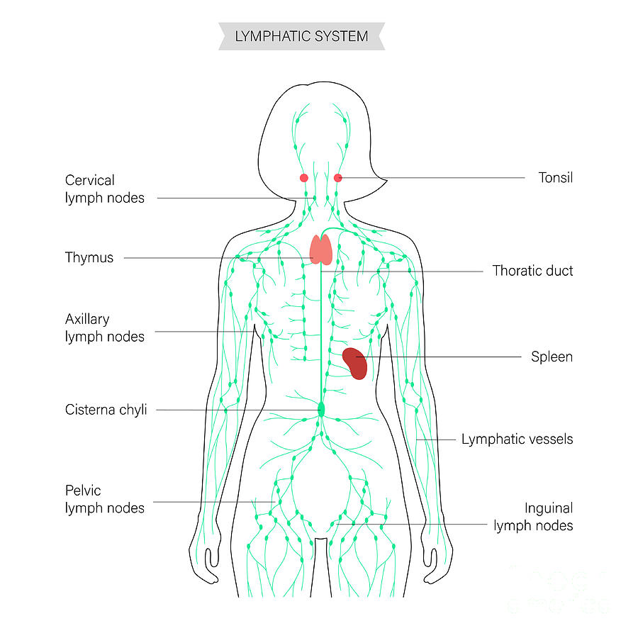 Lymphatic System Photograph By Pikovit Science Photo Library Fine Art America