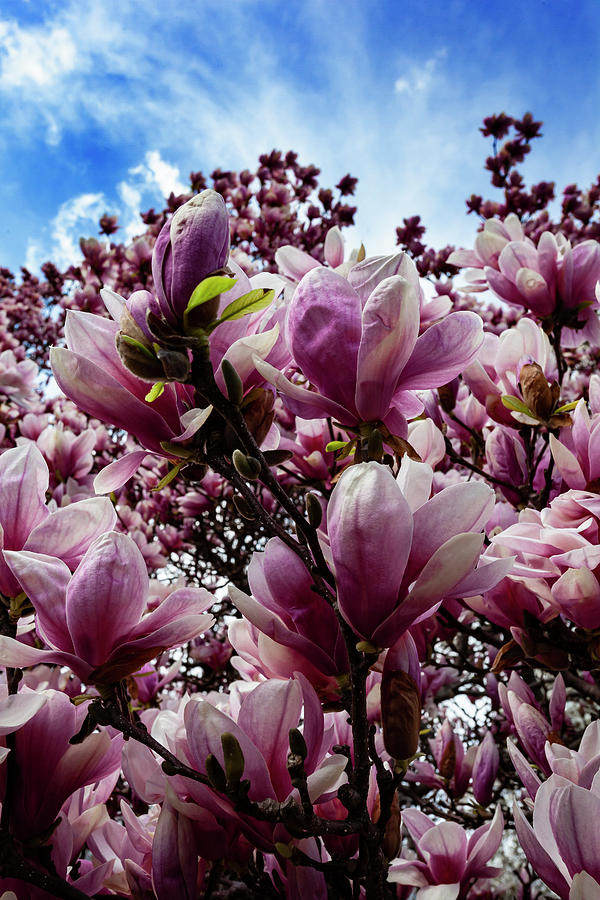 Magnolias #41 Photograph by Robert Ullmann