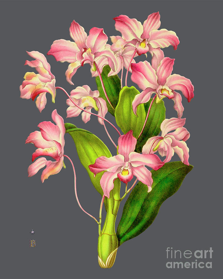 Orchid Old Print Digital Art