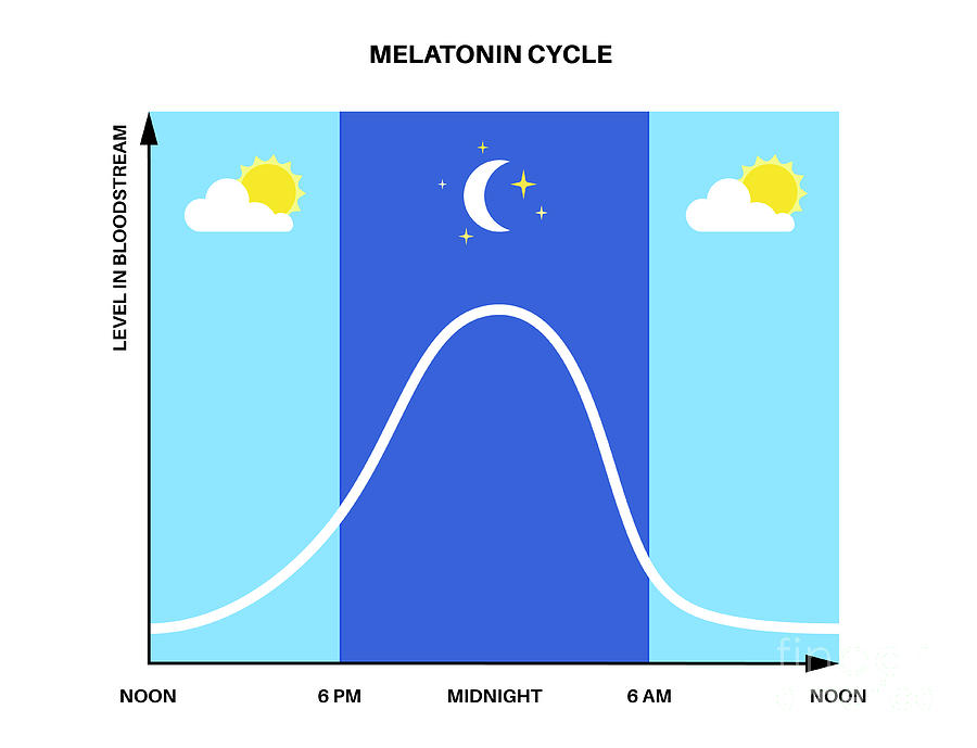 Sleep Wake Cycle #41 By Pikovit / Science Photo Library