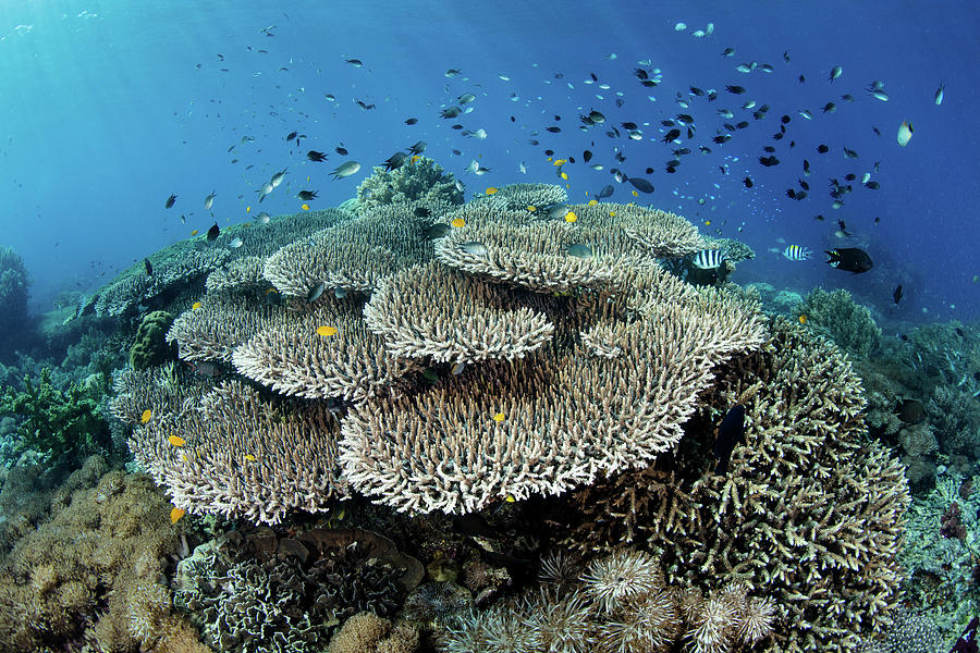 A Beautiful Coral Reef Thrives #42 Photograph by Ethan Daniels