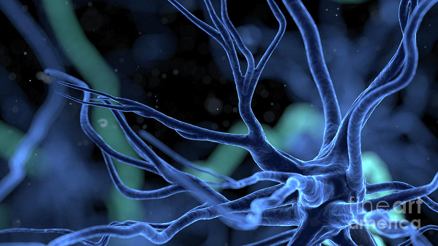 Human Nerve Cell #42 Photograph by Sebastian Kaulitzki/science Photo Library