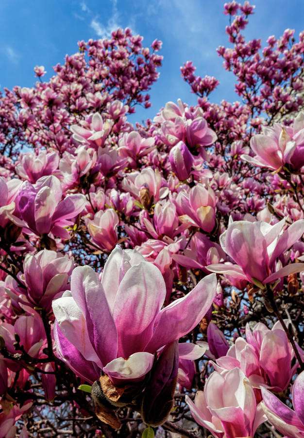 Magnolias #42 Photograph by Robert Ullmann