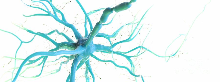 Nerve Cell #42 Photograph by Sebastian Kaulitzki/science Photo Library