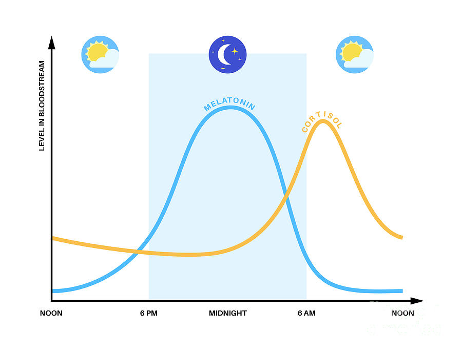 Sleep Wake Cycle Photograph By Pikovit / Science Photo Library - Fine ...