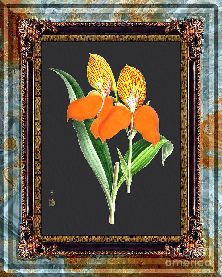 Vintage Orchid Antique Design Onyx Blue Rust Mixed Media
