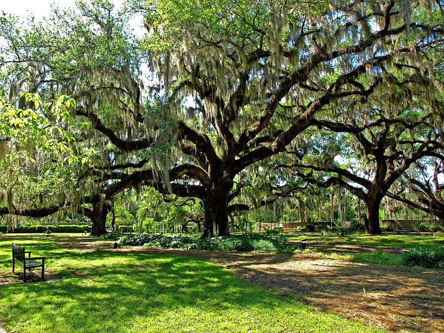 4270153A Live Oak Photograph by Stephen Ham - Fine Art America