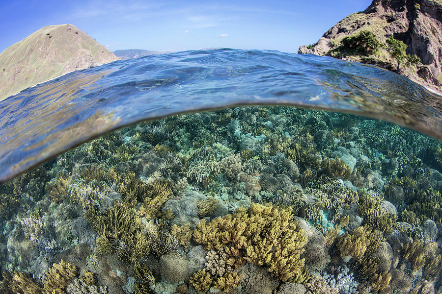 A Beautiful Coral Reef Thrives #43 Photograph by Ethan Daniels