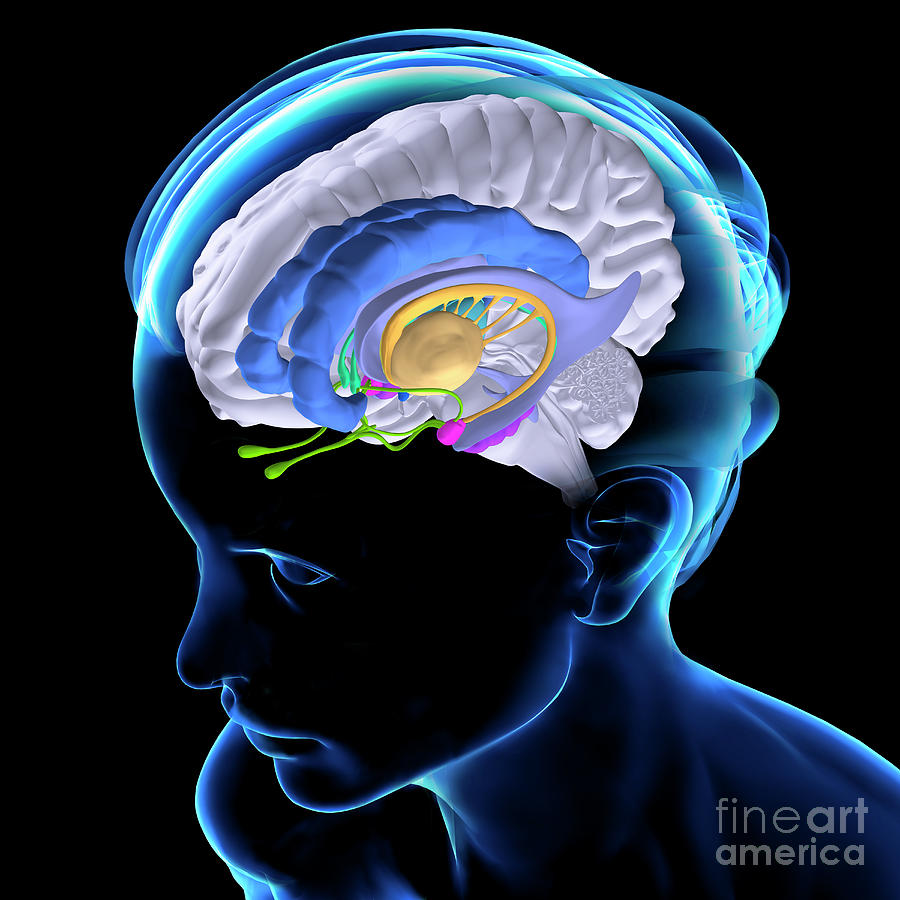 Brain Anatomy Photograph by Fernando Da Cunha/science Photo Library ...