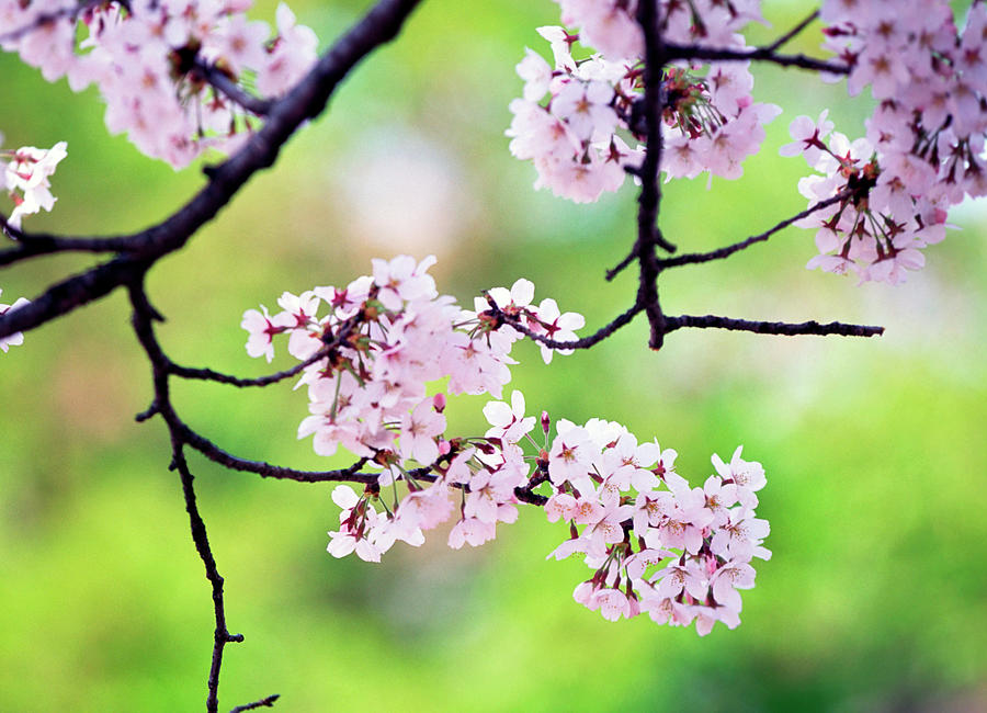 Cherry Blossoms #43 Photograph by Ooyoo