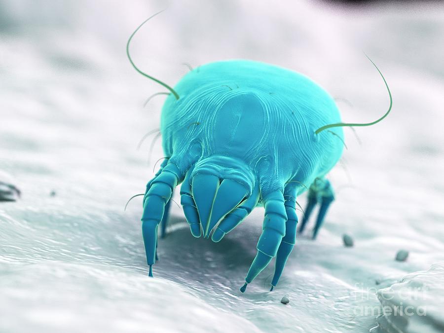 Dust Mite #43 Photograph by Sebastian Kaulitzki/science Photo Library