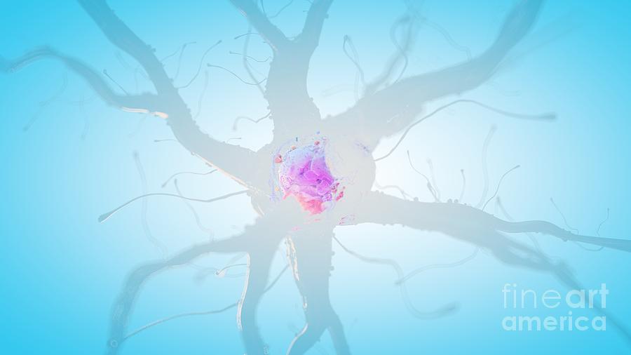 Illustration Of A Human Nerve Cell #43 Photograph by Sebastian Kaulitzki/science Photo Library