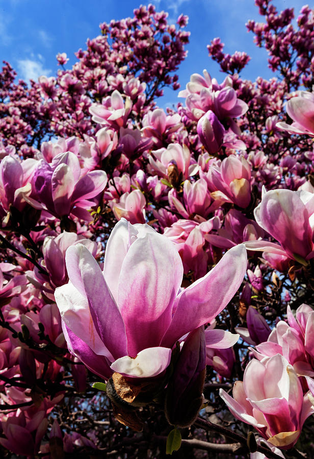 Magnolias #43 Photograph by Robert Ullmann