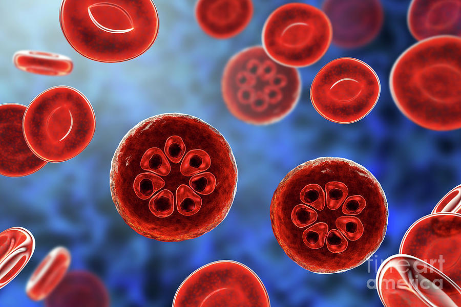 Plasmodium Malariae Inside Red Blood Cell #43 Photograph by Kateryna Kon/science Photo Library