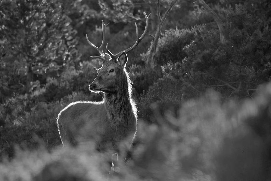 Red Deer Stag #43 Photograph by Gavin MacRae