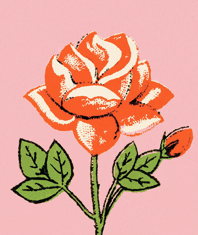 Vintage Drawing - Rose #43 by CSA Images