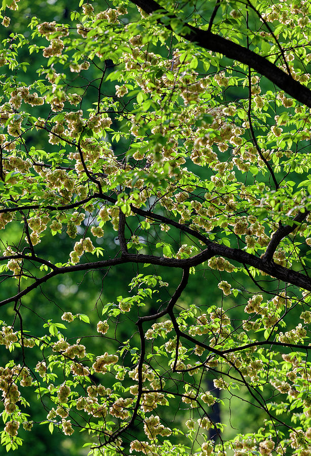 Spring Trees #43 Photograph by Robert Ullmann