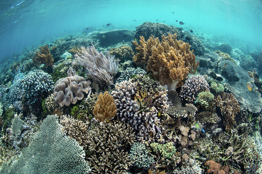 A Beautiful Coral Reef Thrives #44 Photograph by Ethan Daniels