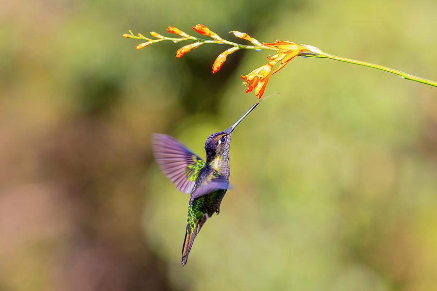 Close-up Photograph - Central America, Costa Rica by Jaynes Gallery Close-up Photograph - Central America, Costa Rica by Jaynes Gallery