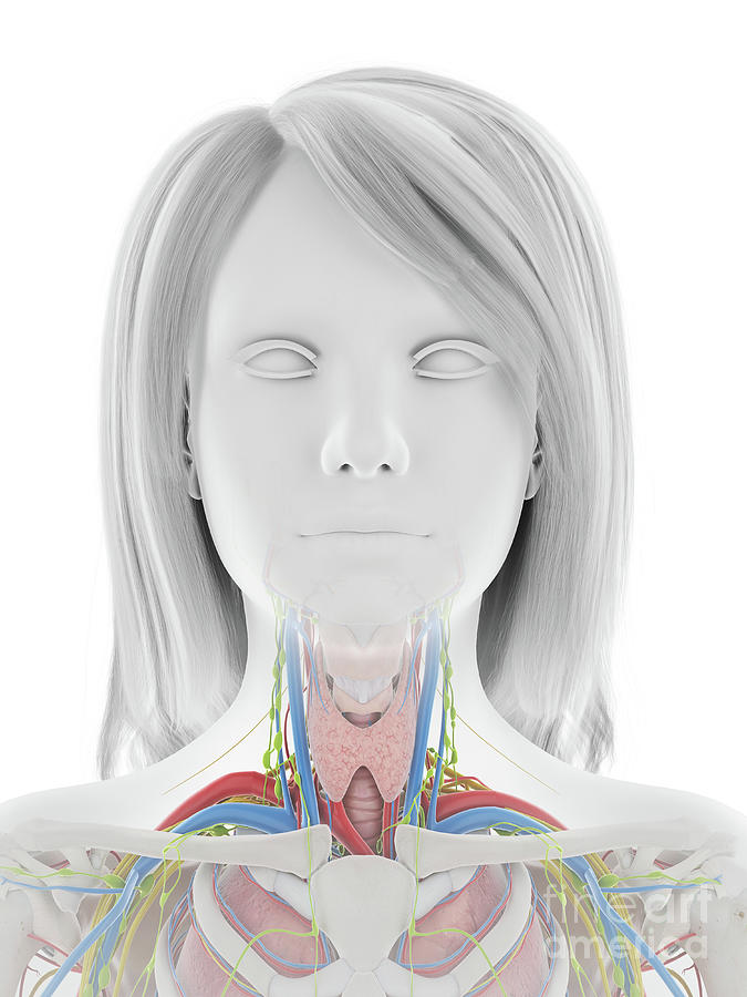 Human Anatomy Photograph By Sebastian Kaulitzkiscience Photo Library Pixels