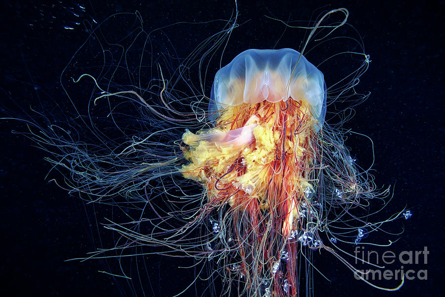 Lions Mane Jellyfish #44 Photograph by Alexander Semenov/science Photo Library