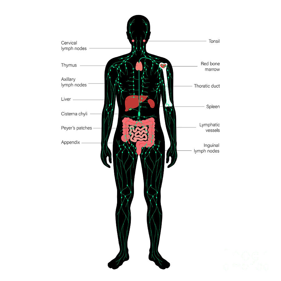 Lymphatic System Photograph by Pikovit / Science Photo Library - Fine ...