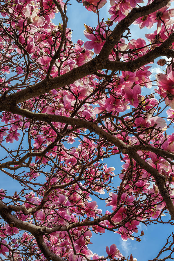 Magnolias #44 Photograph by Robert Ullmann