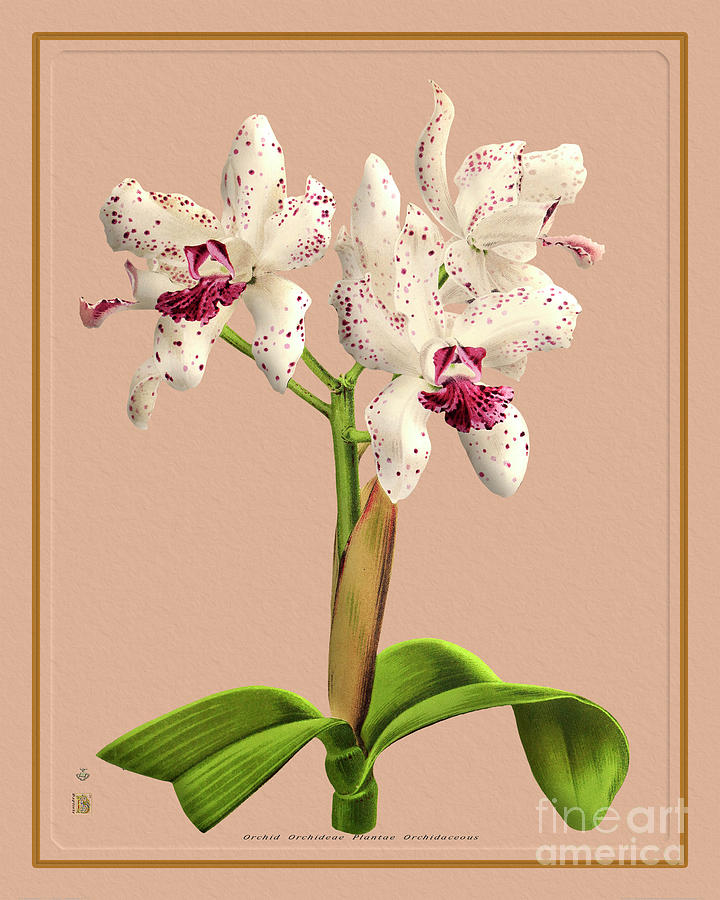 Orchid Flower Orchideae Plantae Botany Painting