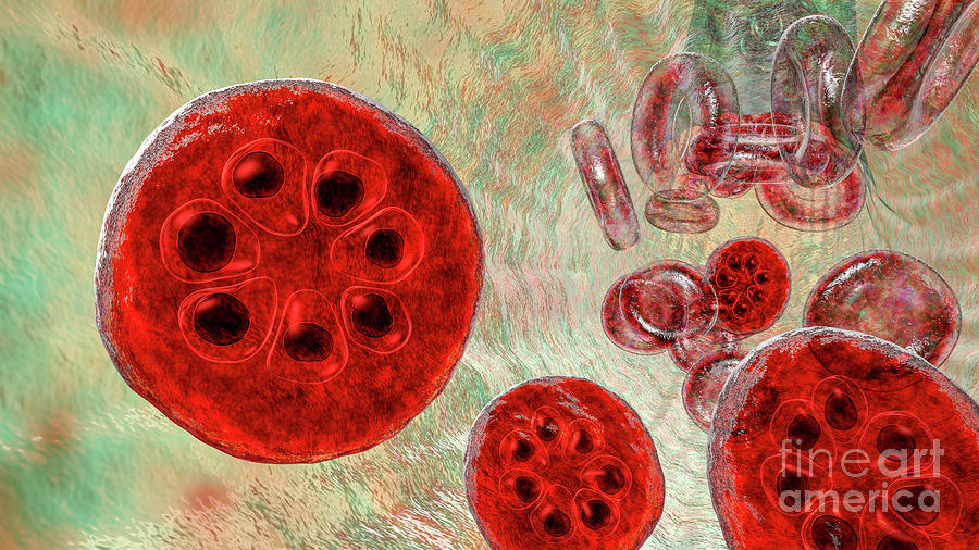 Plasmodium Malariae Inside Red Blood Cell #44 Photograph by Kateryna Kon/science Photo Library