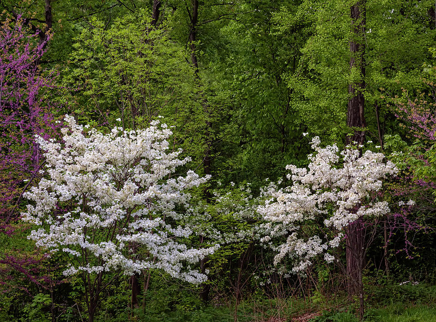 Spring Trees #44 Photograph by Robert Ullmann