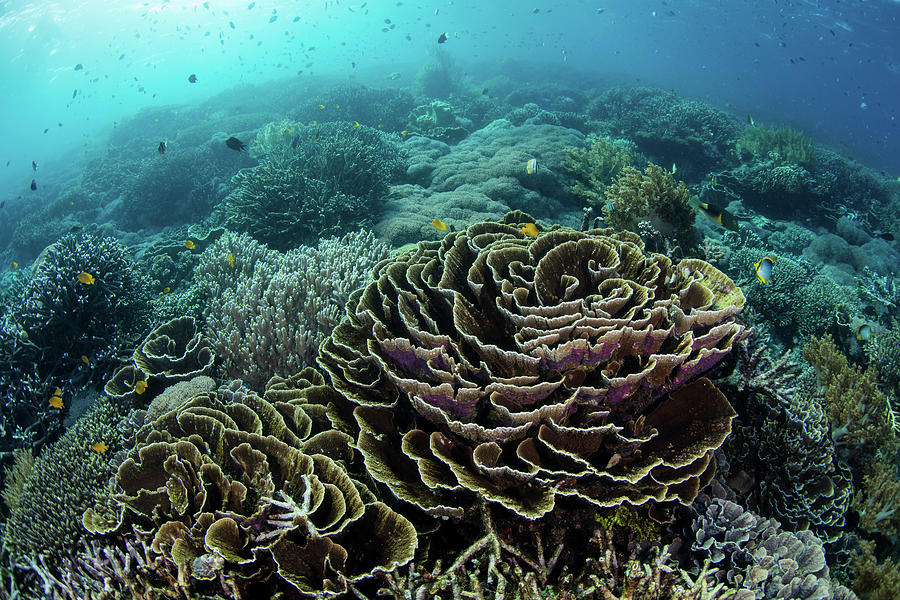 A Beautiful Coral Reef Thrives #45 Photograph by Ethan Daniels
