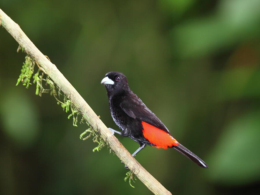 Scarlet-rumped Tanager in the forest Photograph by Alex Nikitsin - Fine ...