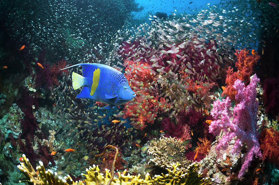 Coral Reef Scenery #45 Photograph by Georgette Douwma