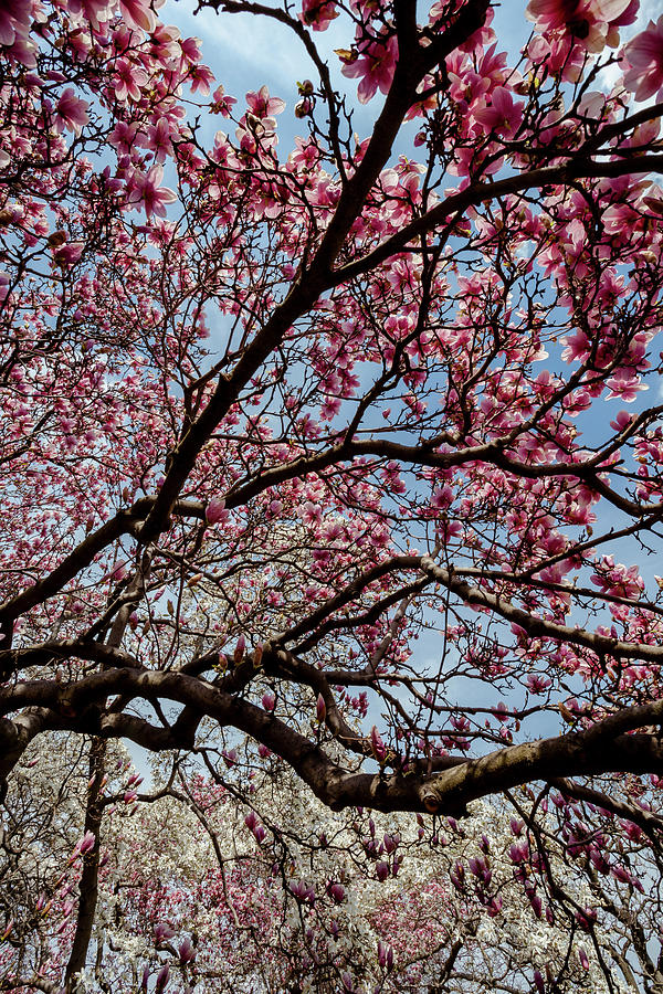 Magnolias #45 Photograph by Robert Ullmann