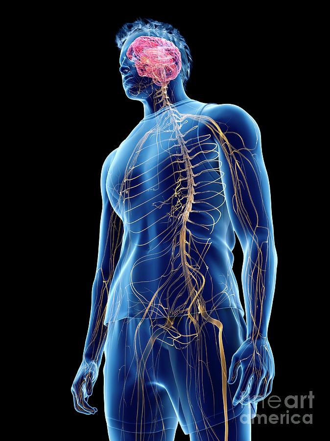 3d Photograph - Nervous System #45 by Sebastian Kaulitzki/science Photo Library