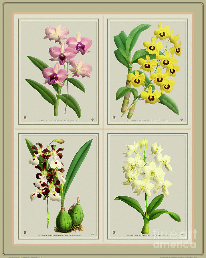 Orchids Quatro Collage Digital Art