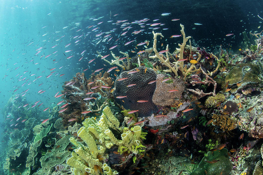 A Beautiful Coral Reef Thrives #46 Photograph by Ethan Daniels